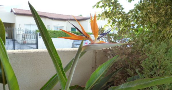 Bird of Paradise image
